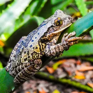 Anfibios