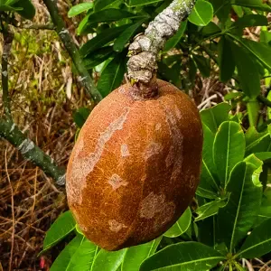 Árboles Frutales