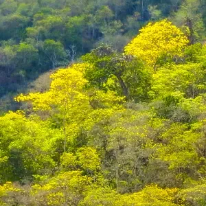 Árboles