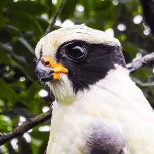 Aves
