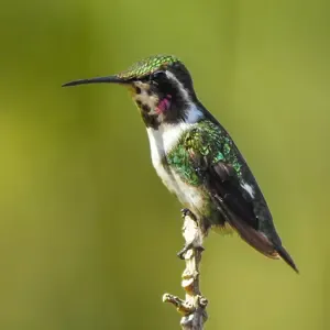 Aves