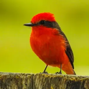 Aves