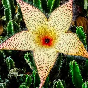 Flores