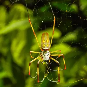 Insectos