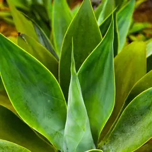 Plantas
