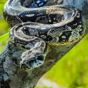 Reptiles