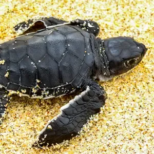 Tortugas