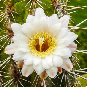 Suculentas