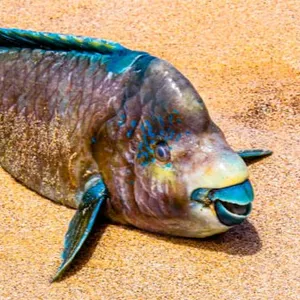 Peces