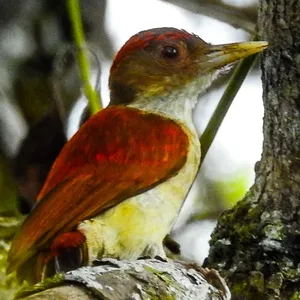Carpintero dorsiescarlata
