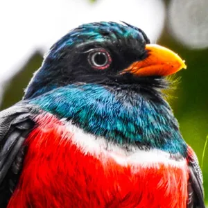 Trogón ecuatoriano