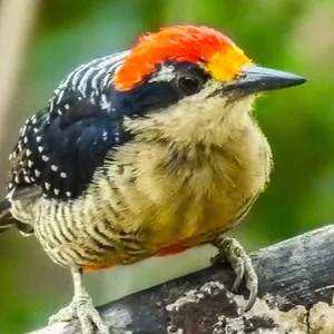 Carpintero carinegro