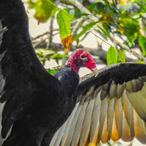 Gallinazo cabecirrojo
