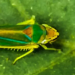 Saltahojas del rododendro
