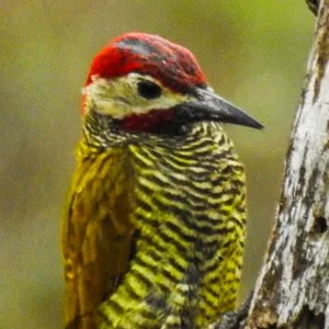 Carpintero olividorado