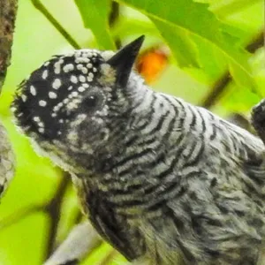 Picolete ecuatoriano