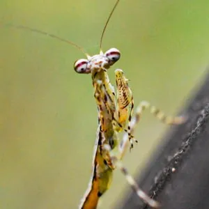 Mantis