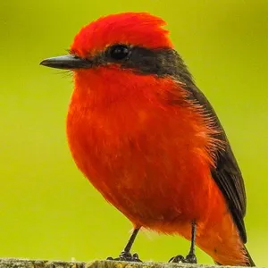 Mosquero bermellón