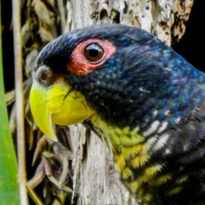 Loro alibronceado