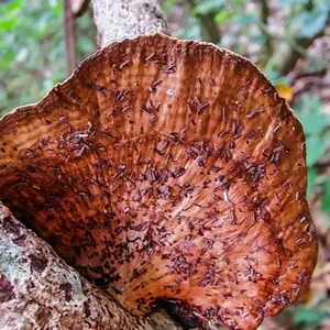 Hongos plataforma