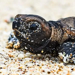 Tortuga carey