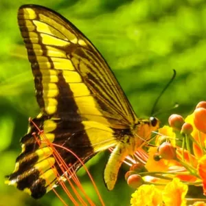 Mariposas