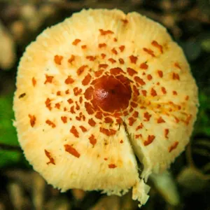 Hongos sombrero