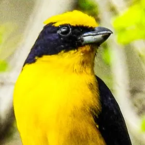 Eufonia piquigruesa