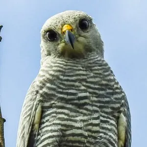 Gavilán gris