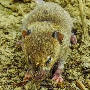 Ratón