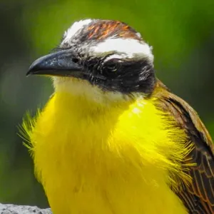 Mosquero picudo