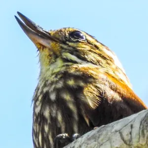 Xenops rayado
