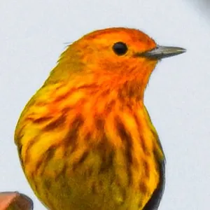 Reinita de manglar
