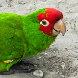 Periquito caretirrojo