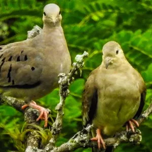 Tortolita ecuatoriana
