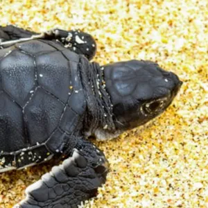 Tortuga verde