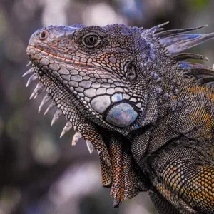 Iguanas