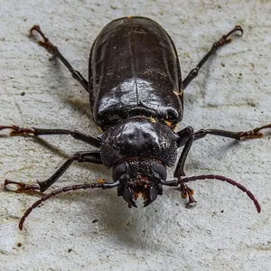 Escarabajos
