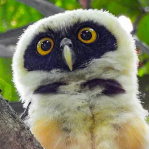 Búho de anteojos