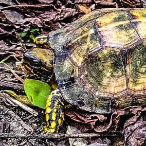 Tortuga terrestre