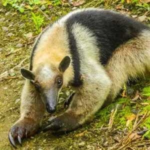 Oso hormiguero
