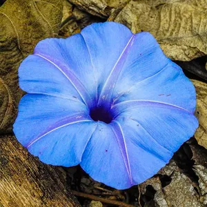 Herbácea