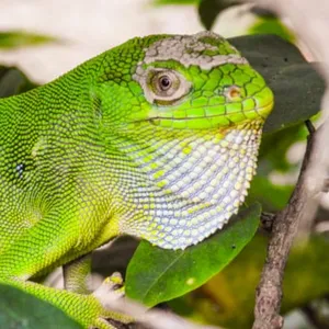 Gecko