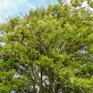 Botánicos