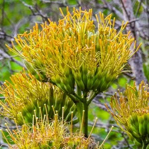 Enredaderas