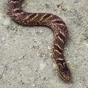 Culebras