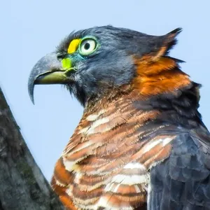 Elanio piquiganchudo