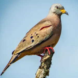 Tortolita croante