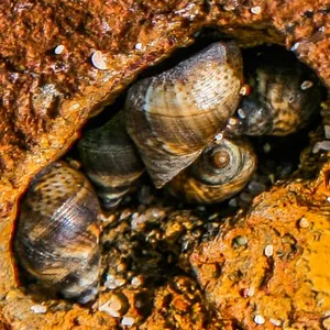 Caracoles marinos