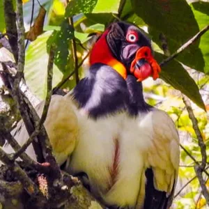 Gallinazo rey